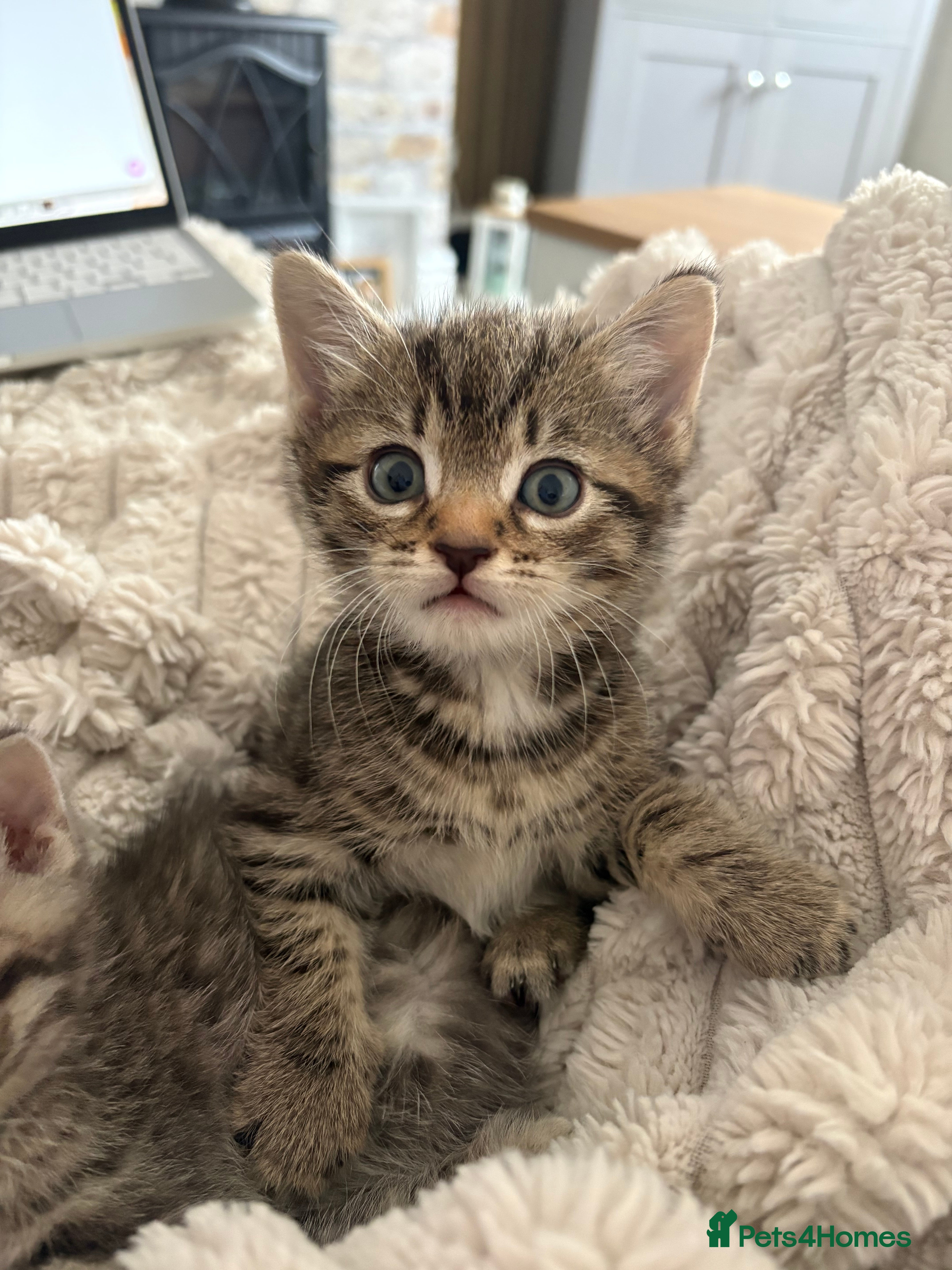 Mixed Breed cats Beautiful kittens looking for homes - Advert 6