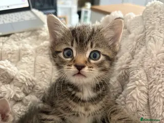 Mixed Breed cats Beautiful kittens looking for homes - Advert 6