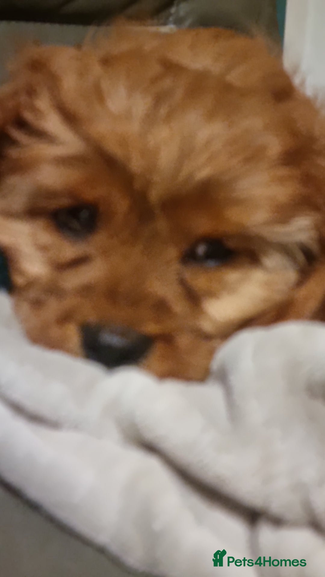 Cavapoo dogs for sale: DNA TESTED ❤️2 girl left ❤️fox red miniature  - Advert 6