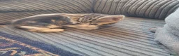 Mixed Breed cats for sale: beautiful Tabby kitten female 8 weeks old in Birmingham - Advert 6