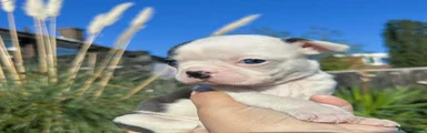 Boston Terrier Puppy 1