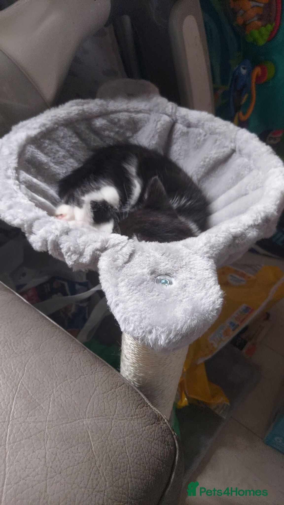 Domestic Shorthair cats Kitten for sale  - Advert 1