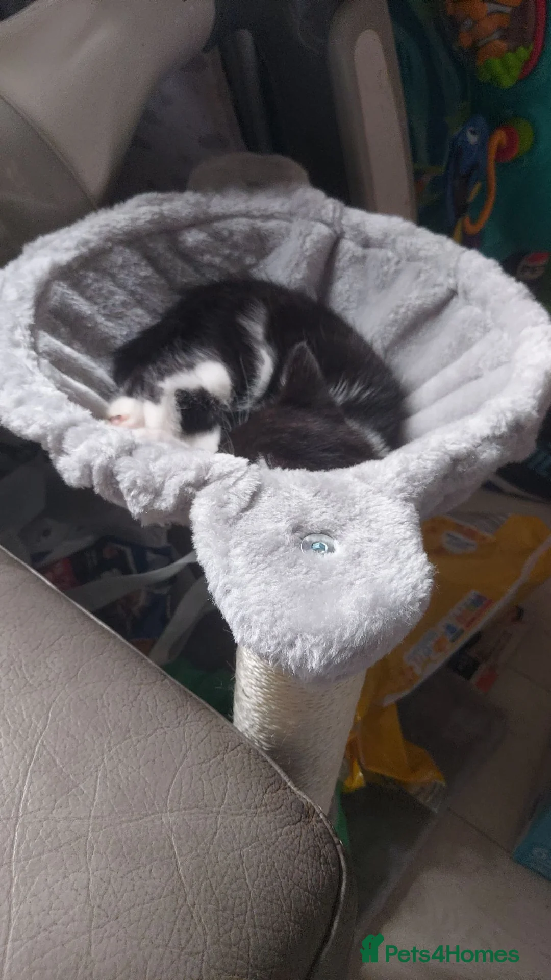 Domestic Shorthair cats for sale: Kitten for sale  in Rotherham - Advert 1