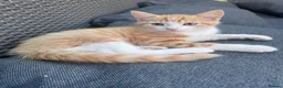Domestic Shorthair cats for sale: Ginger & White Kitten  - Advert 3