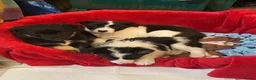 Border Collie dogs for sale: Gorgeous border collie pups - Advert 3