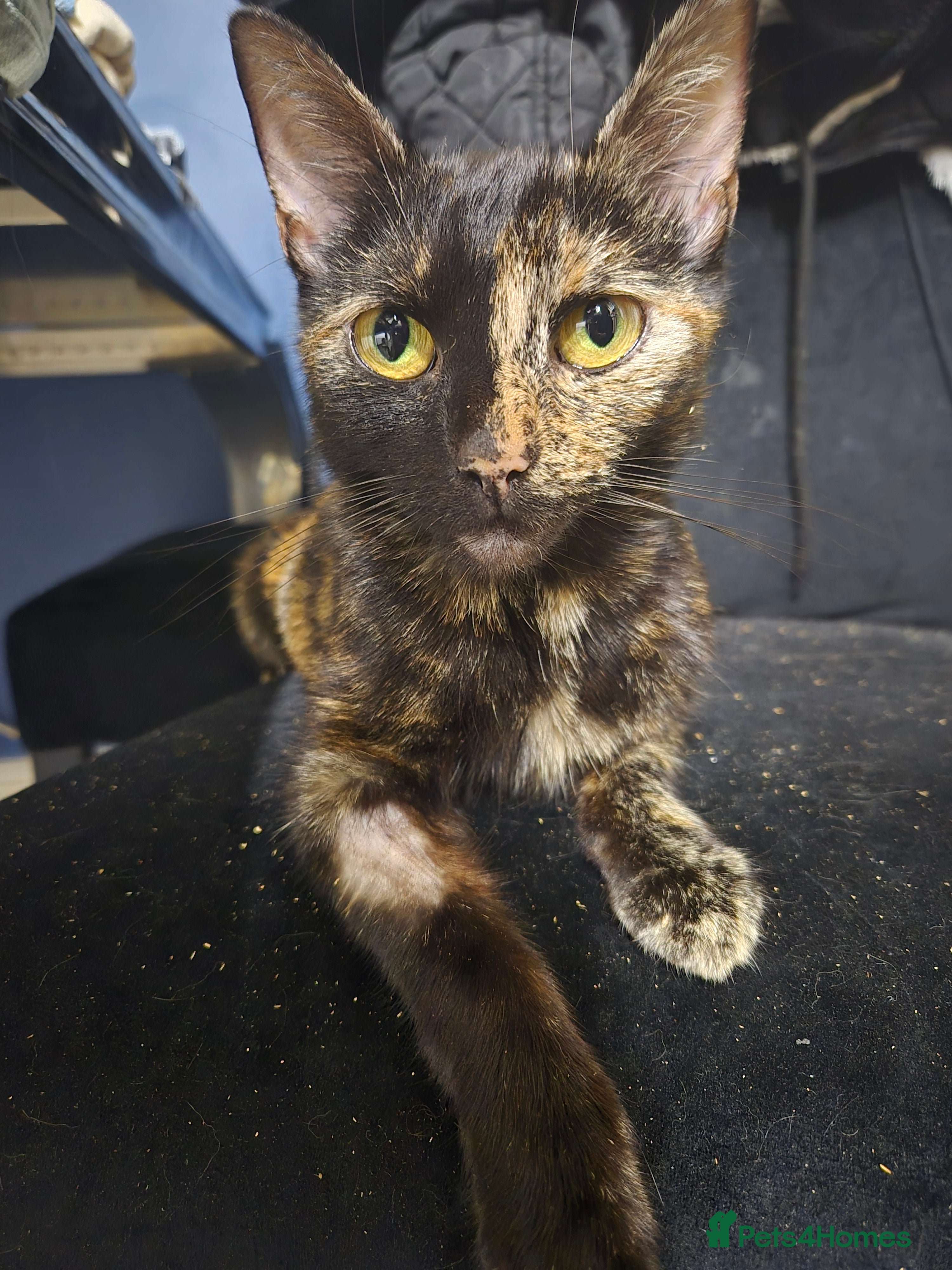 Mixed Breed cats 9 week old kittens ready for their forever homes  - Advert 1