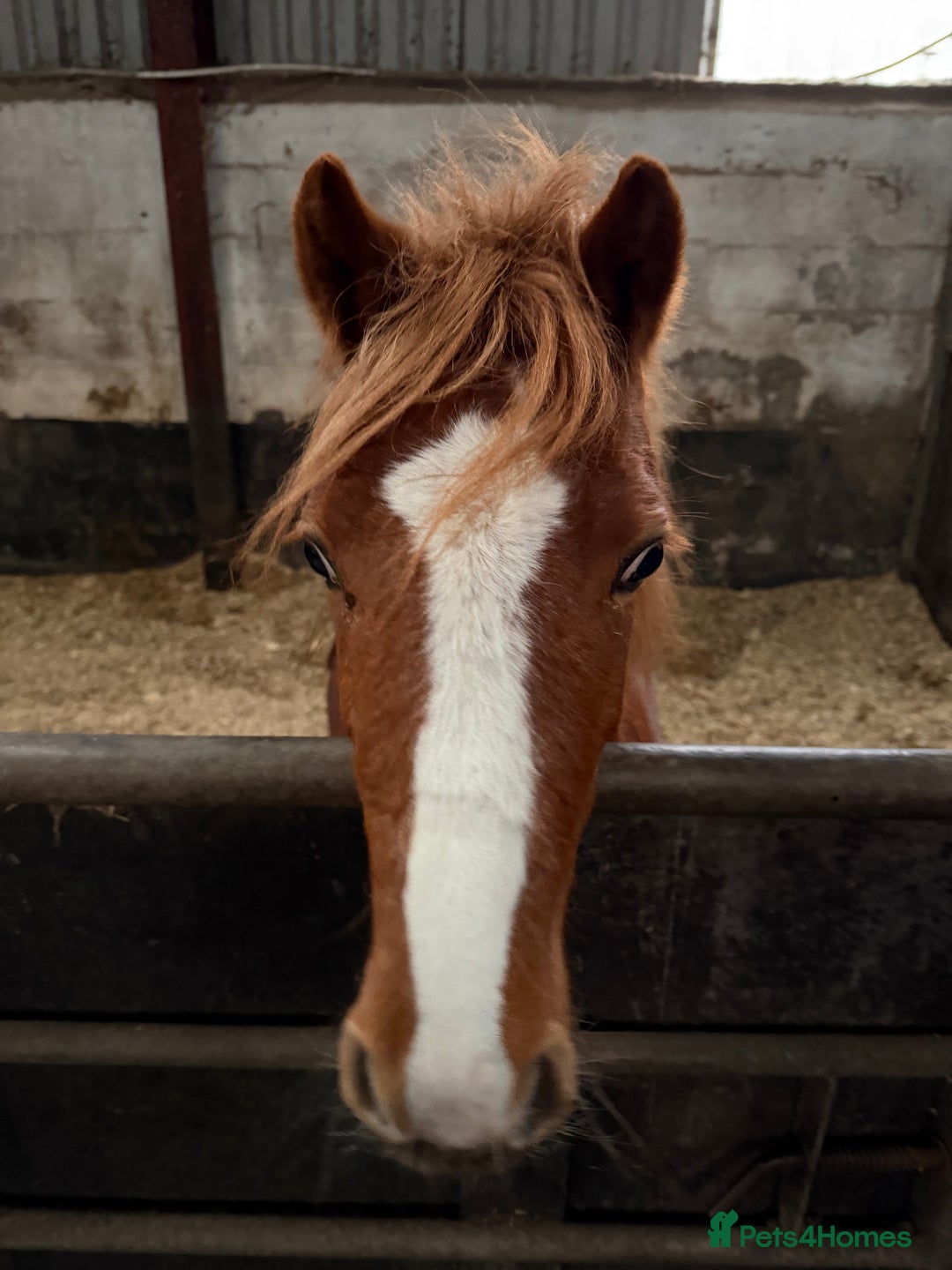Welsh Section A horses for sale: Little Daisy chain  - Advert 1