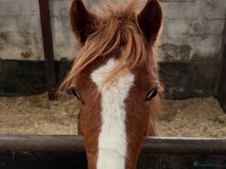 Welsh Section A horses Little Daisy chain - Advert 2