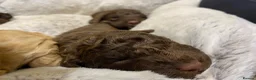 Lagotto Romagnolo dogs for sale: Lagotto Romagnolo puppies  - Advert 4