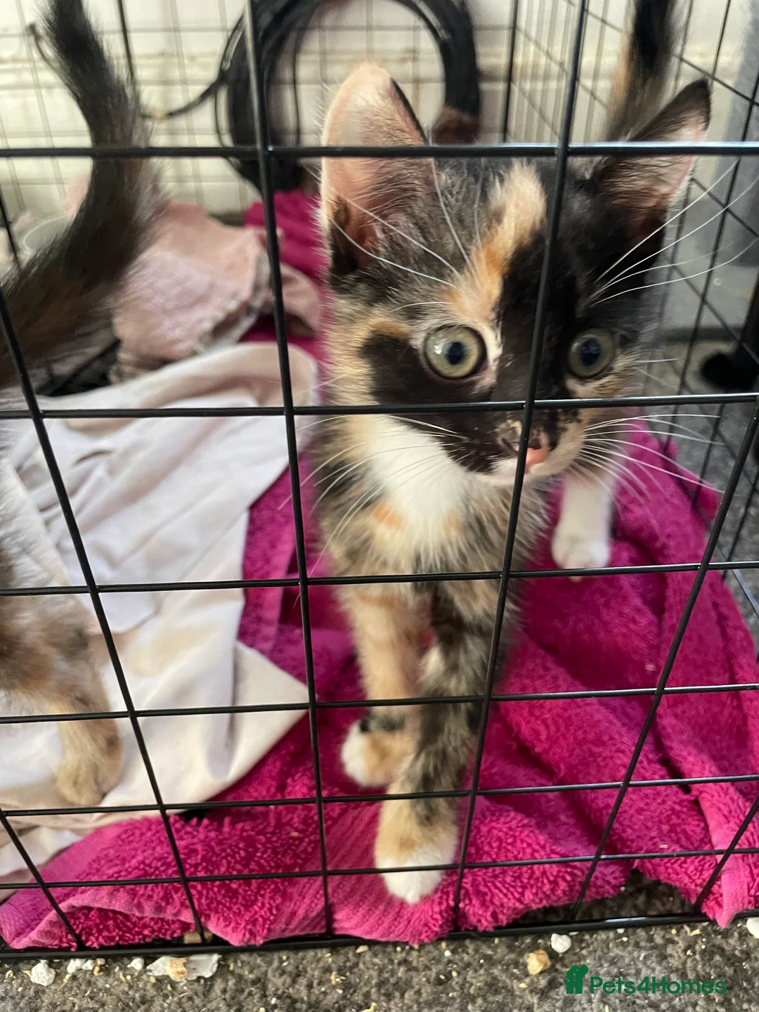 Mixed Breed cats for sale: Colourful kittens looking for home 🩷 - Advert 23