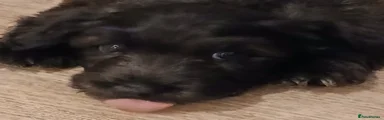 Mr Orange Collar
