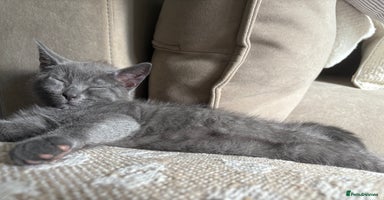 Russian Blue cats - Advert 16