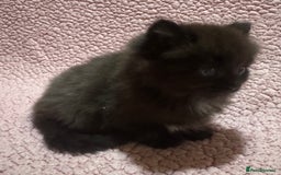Maine Coon cats for sale: Maine Coon Kittens (Ready in 1 weeks)  - Image 18