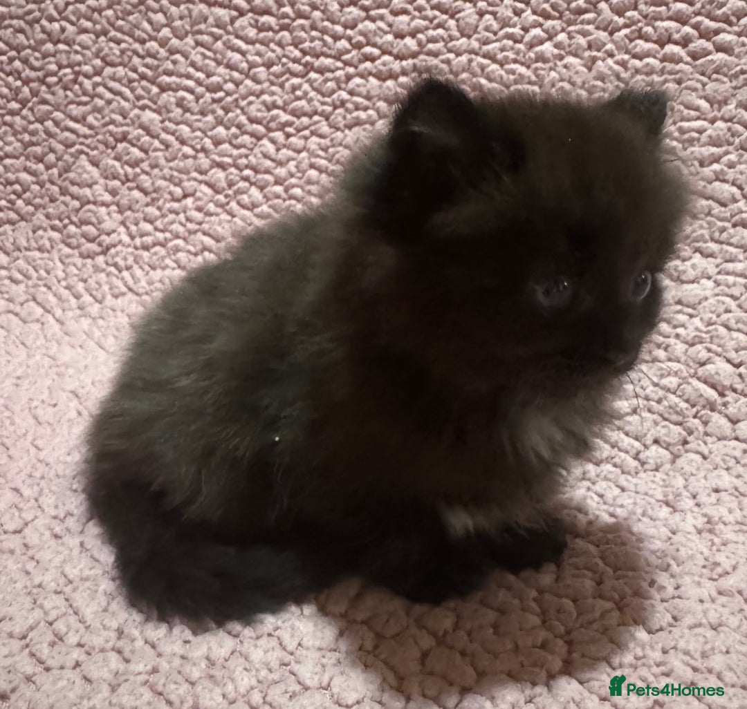 Maine Coon cats for sale: Maine Coon Kittens (Ready in 1 weeks)  - Image 18
