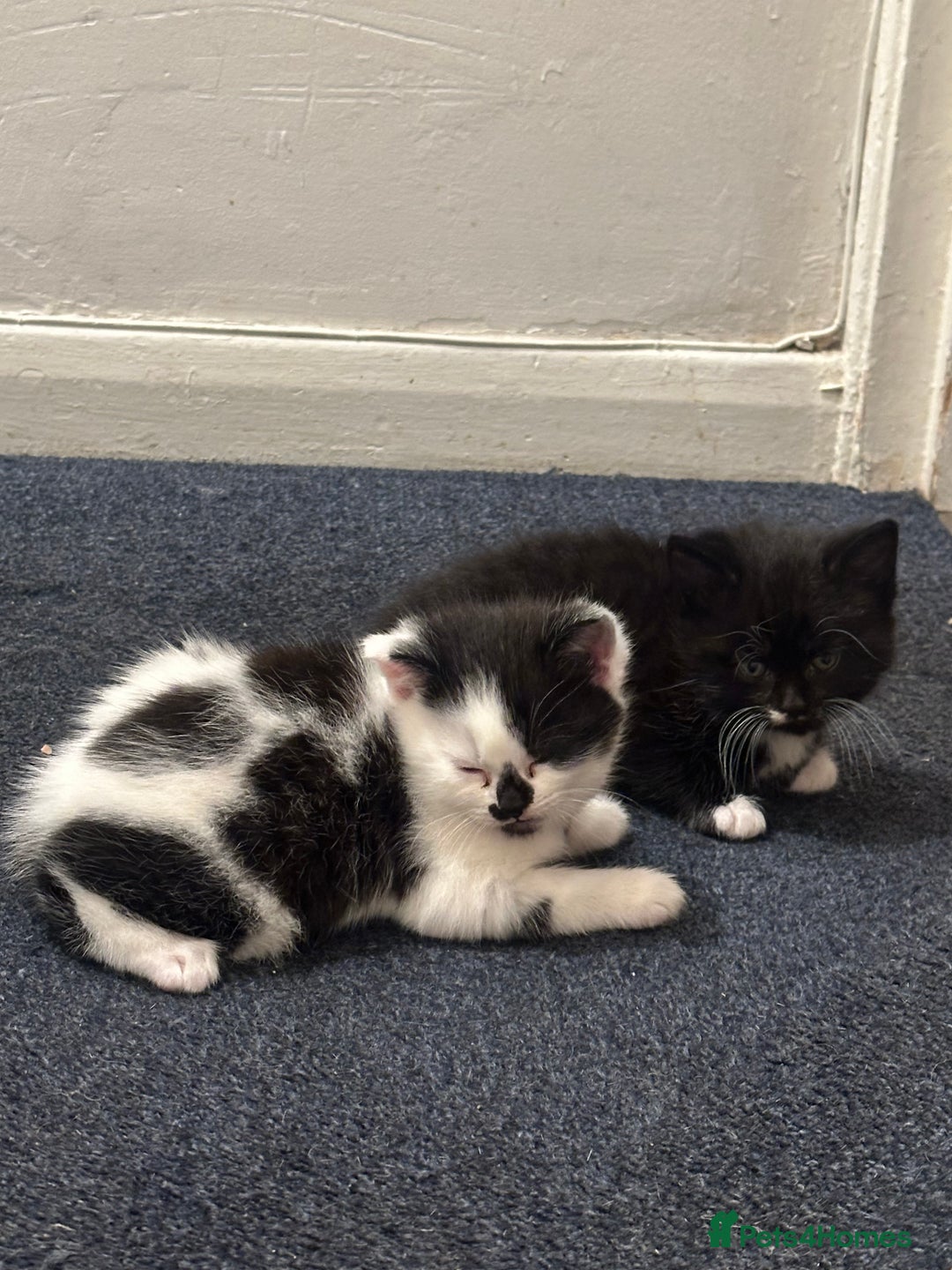 American Wirehair cats for sale: 3 KITTENS FOR SALE - ready to leave Jan 11th - Advert 12