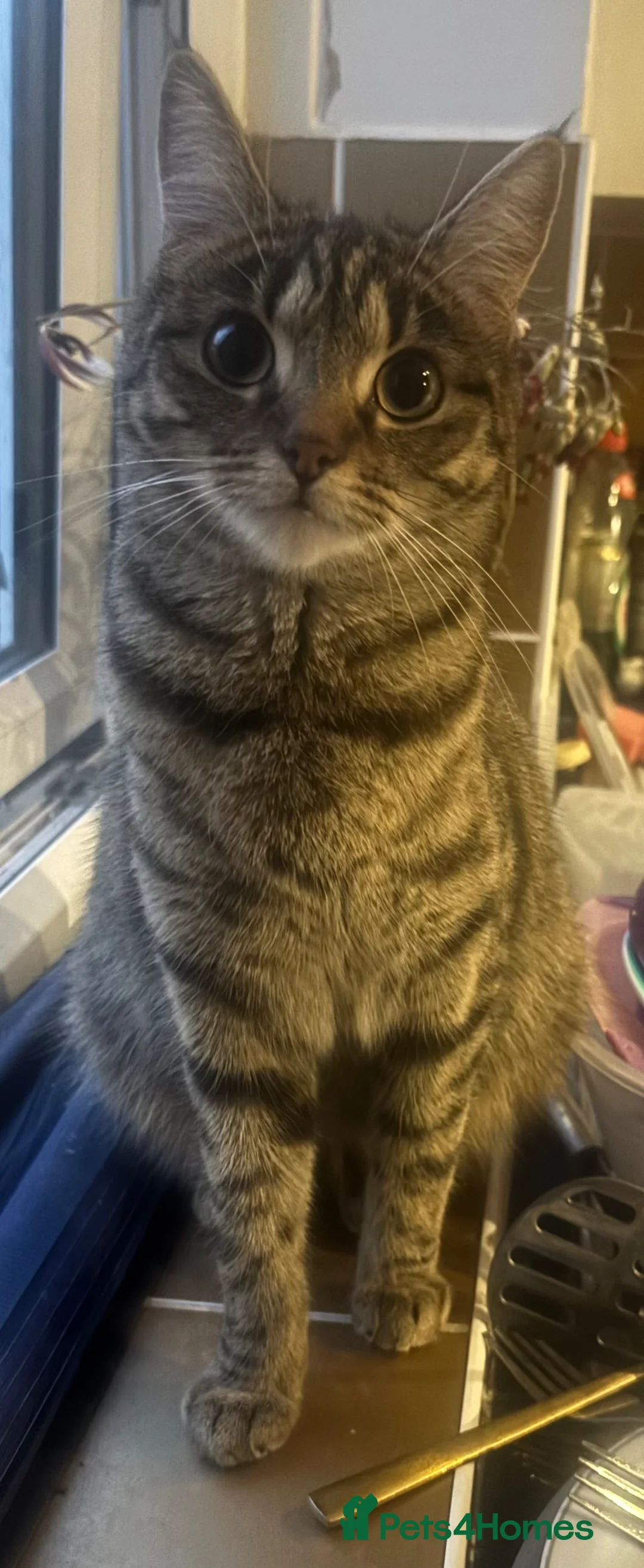 Mixed Breed cats for sale: 4 mixed tabby’s available 05/06/26 in Northampton - Advert 1