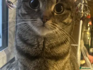 Mixed Breed cats 4 mixed tabby’s available 05/06/26 - Advert 1