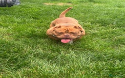 American Bully dogs for sale: Micro Bully puppies for sale!  - Advert 12