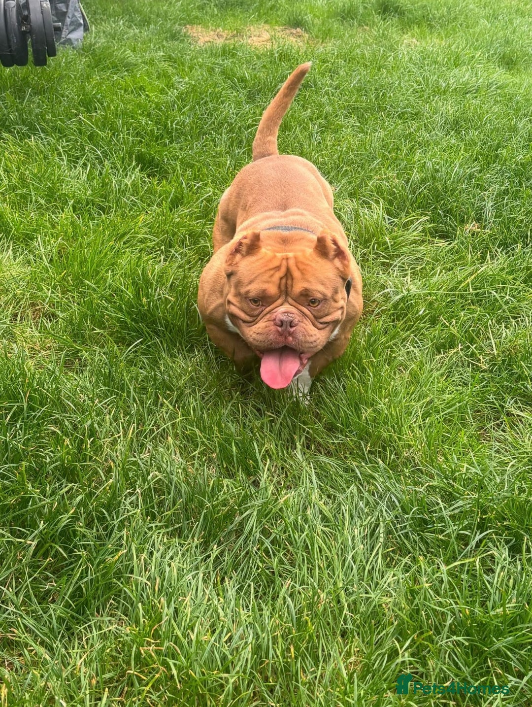 American Bully dogs for sale: Micro Bully puppies for sale!  - Advert 12