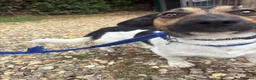 Mixed Breed dogs for adoption: Gumbo - Norwich Norfolk  - Advert 3