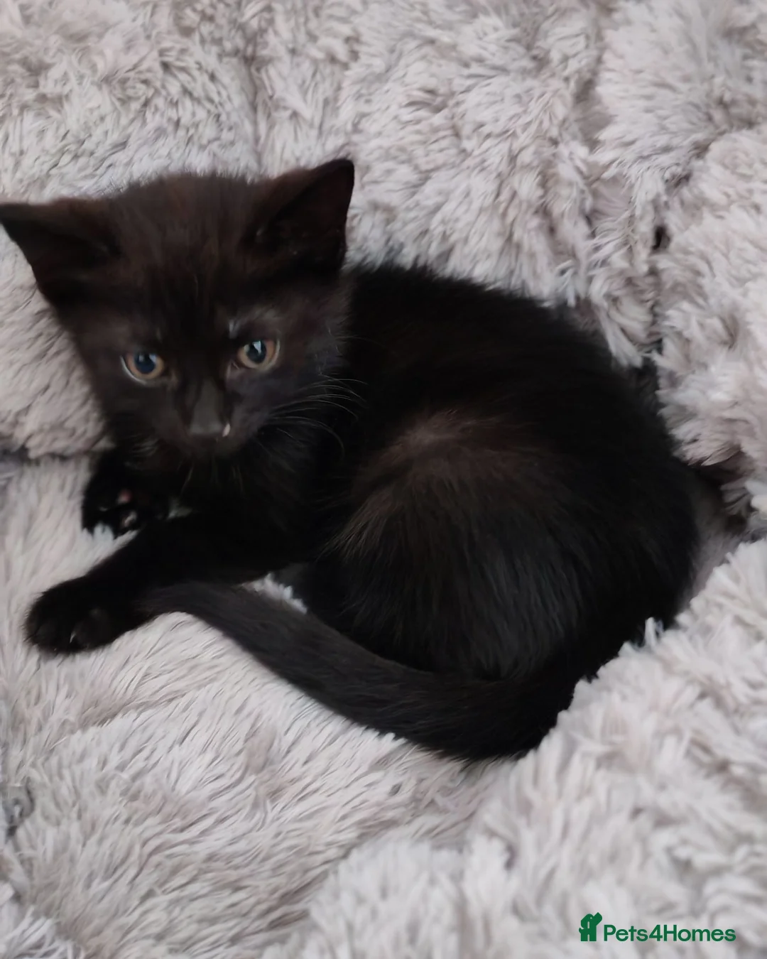 Mixed Breed cats for sale: Cute kittens for sale. - Advert 9