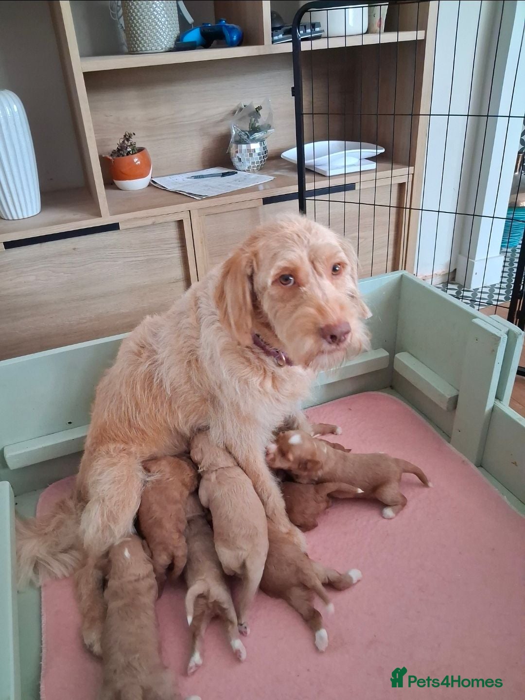 Mixed Breed dogs Miniature (Australian) Labradoodles girls - Advert 2