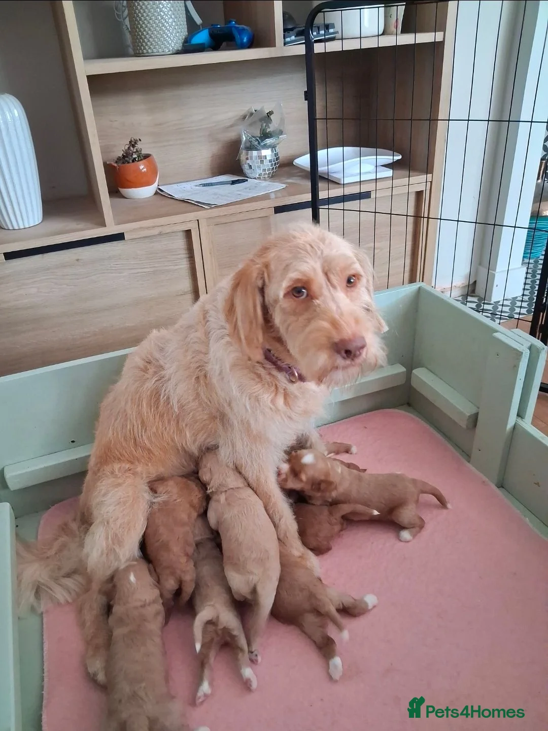 Mixed Breed dogs for sale: Miniature (Australian) Labradoodles girls - Advert 2