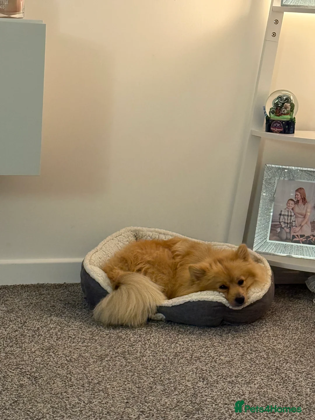 Pomeranian dogs for sale: Pomeranian for sale - Advert 10