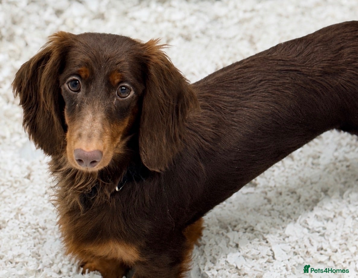 Dachshund dogs Beautiful litter of dachshund puppies 🐶  - Advert 1