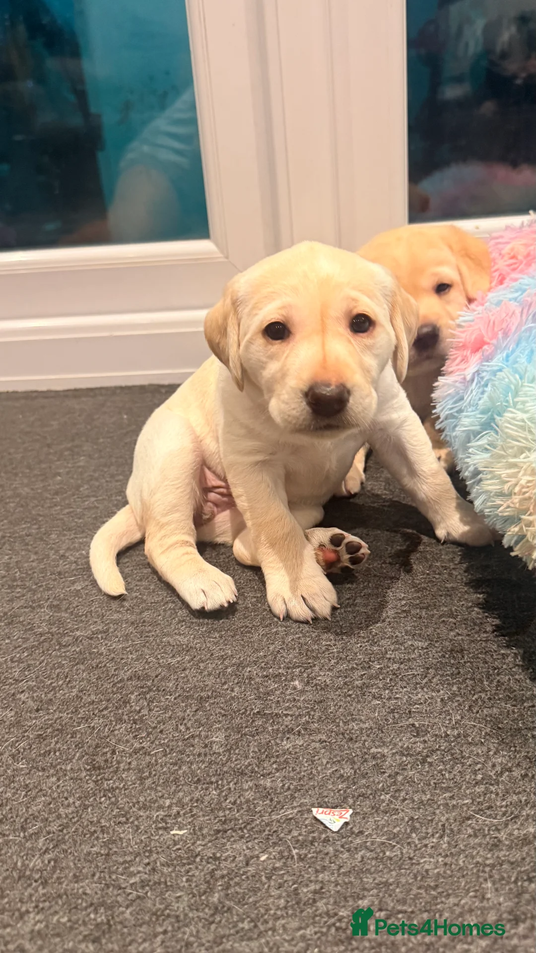 Labrador Retriever dogs for sale: 🐾💛 Looking for their forever family… 💛🐾 - Advert 5