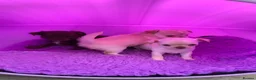 Chihuahua dogs for sale: 5* LICENSED. Gorgeous KC Chihuahua GIRLS - Advert 20