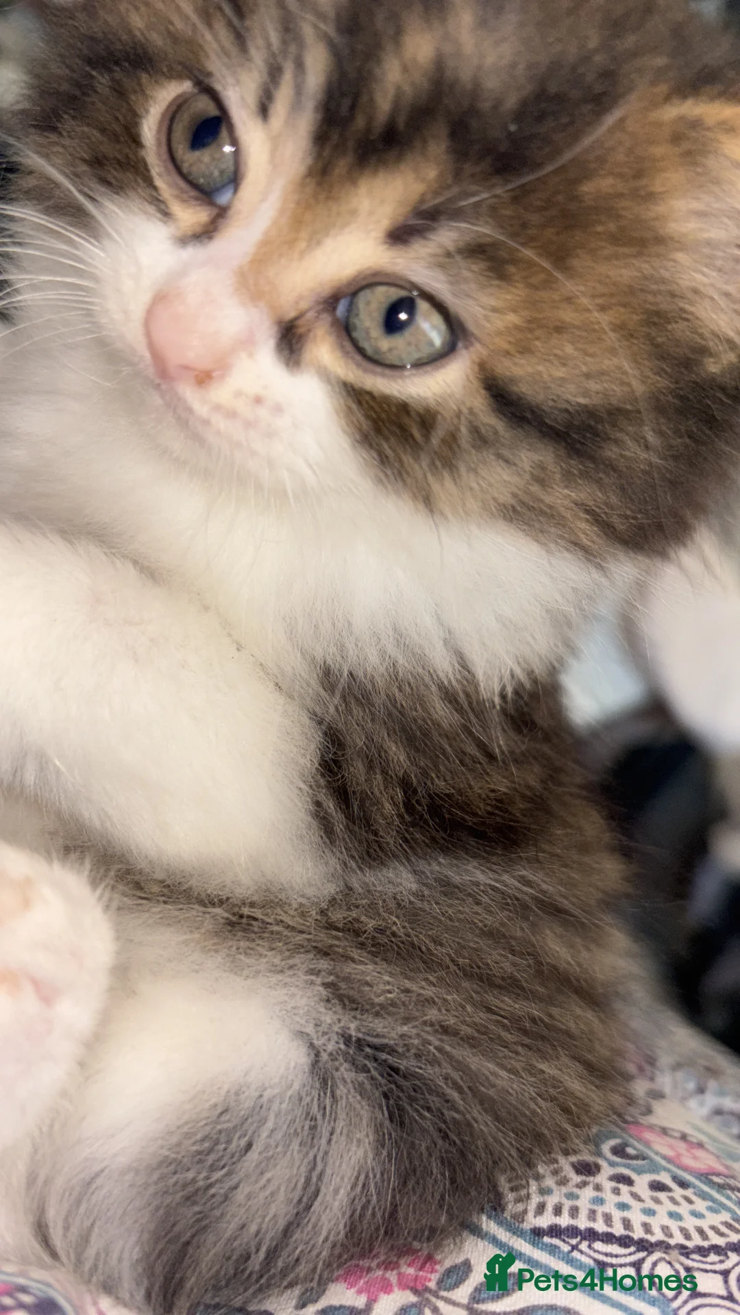 British Longhair cats for sale: Long hair tabby kittens ready to go - Advert 17