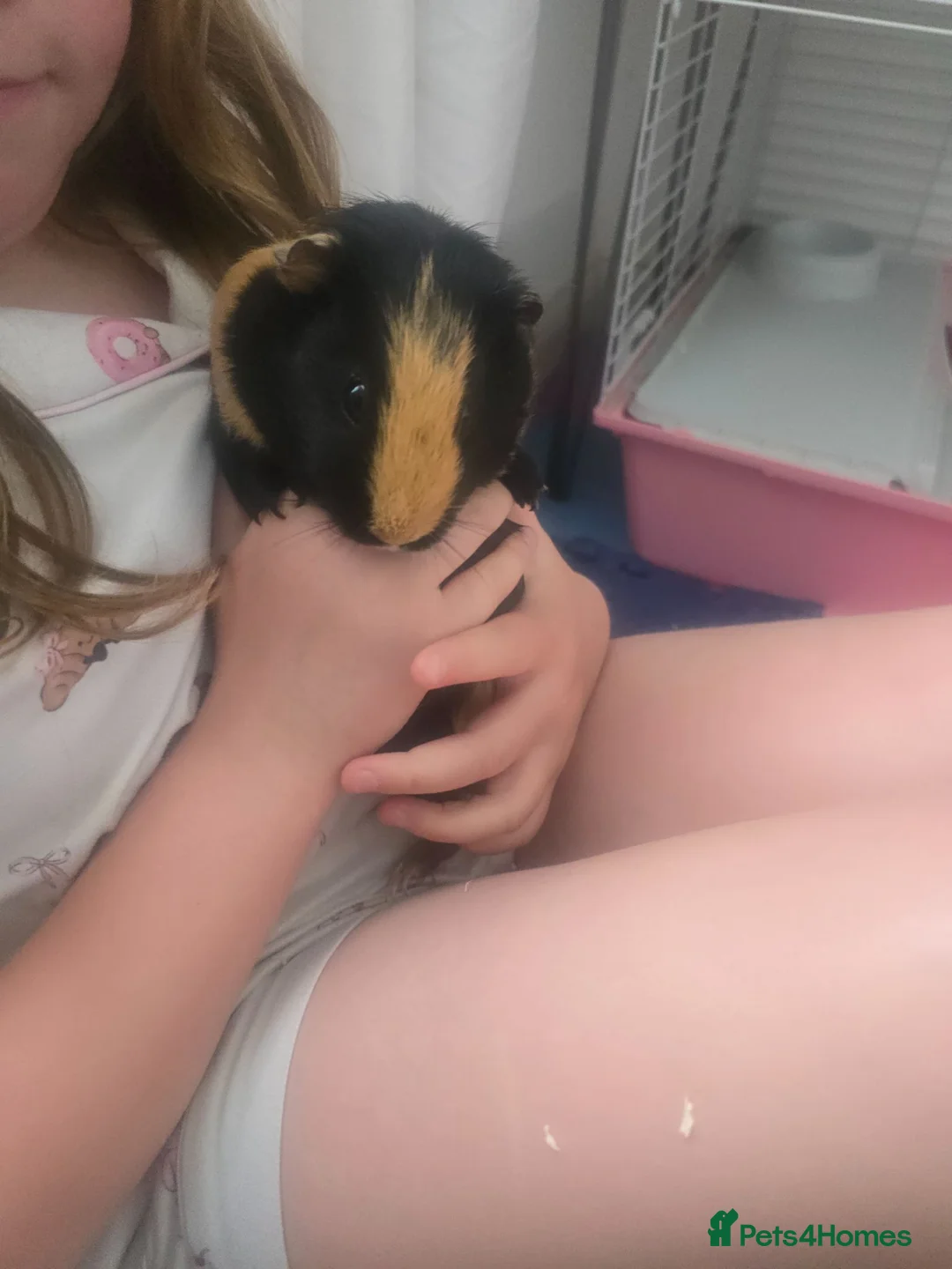 Guinea Pig rodents for sale: 3 x guinea pig sisters in Middlesbrough - Advert 1