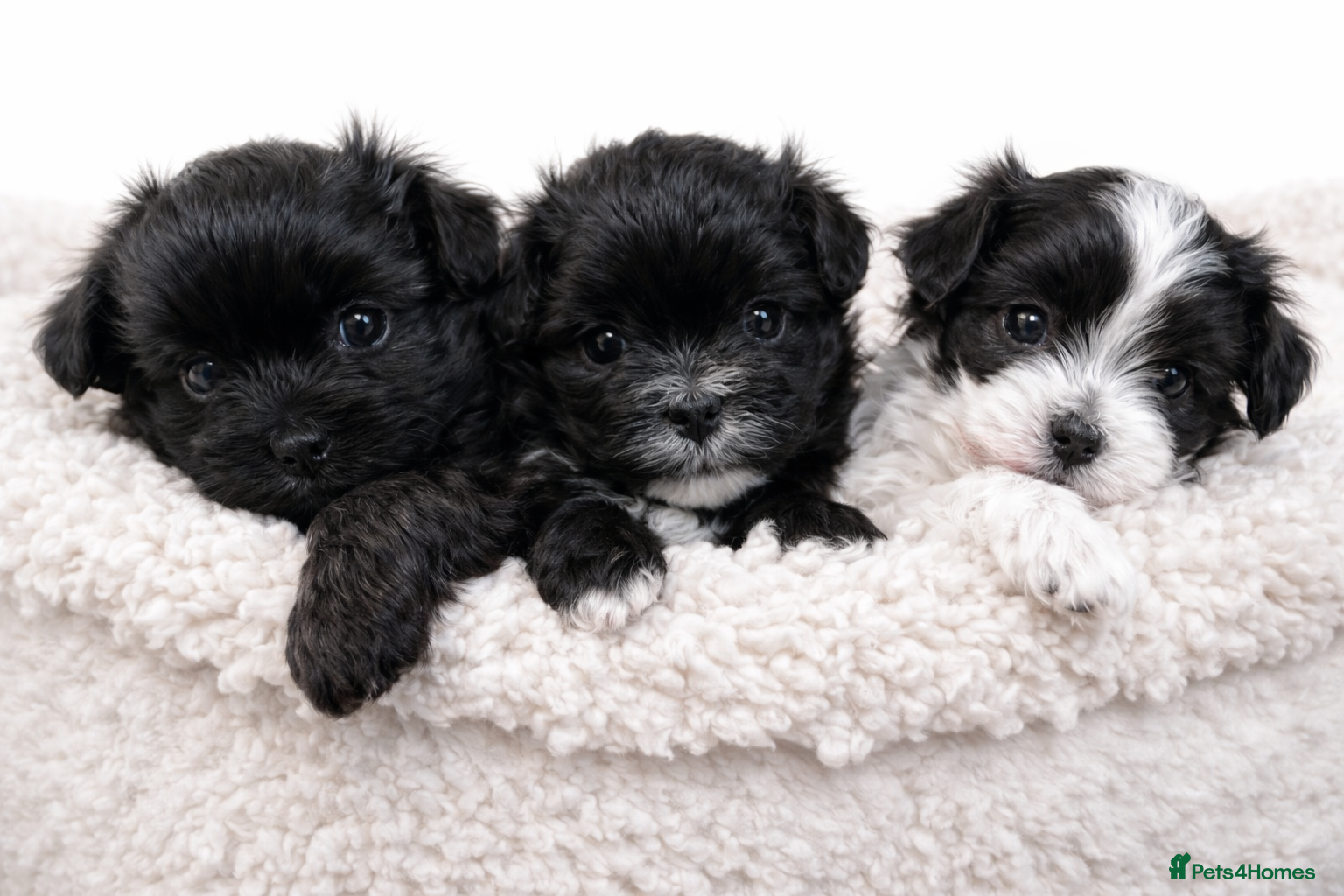 Maltipoo dogs Rare True Asian Teddy-Bear Maltipoo Puppies  - Advert 9