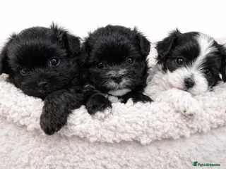 Maltipoo dogs Rare True Asian Teddy-Bear Maltipoo Puppies - Advert 9