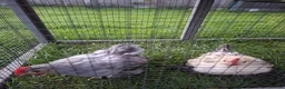 Chickens poultry for sale: Two Bantam Chickens (Male and Female) in Nantwich - Advert 5