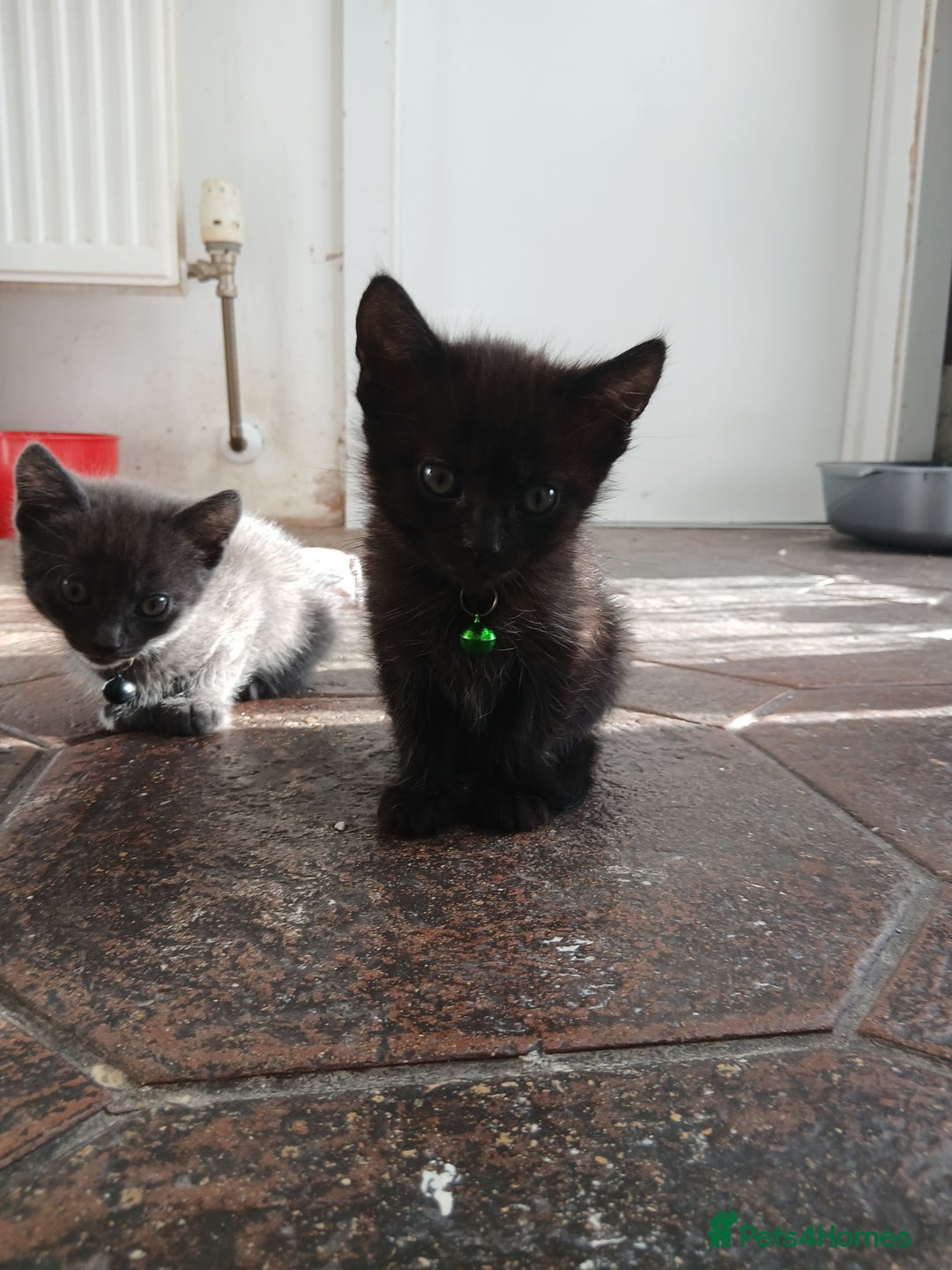 Mixed Breed cats for sale: 6 Kittens looking for new forever homes - Advert 4