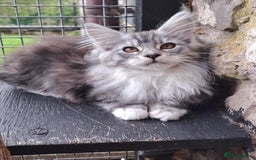 Maine Coon cats for sale: Maine Coon Kittens - Image 5
