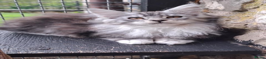 Silver tabby female