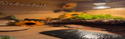 Bearded Dragon reptiles for sale: Beared dragon  in Preston - Advert 4