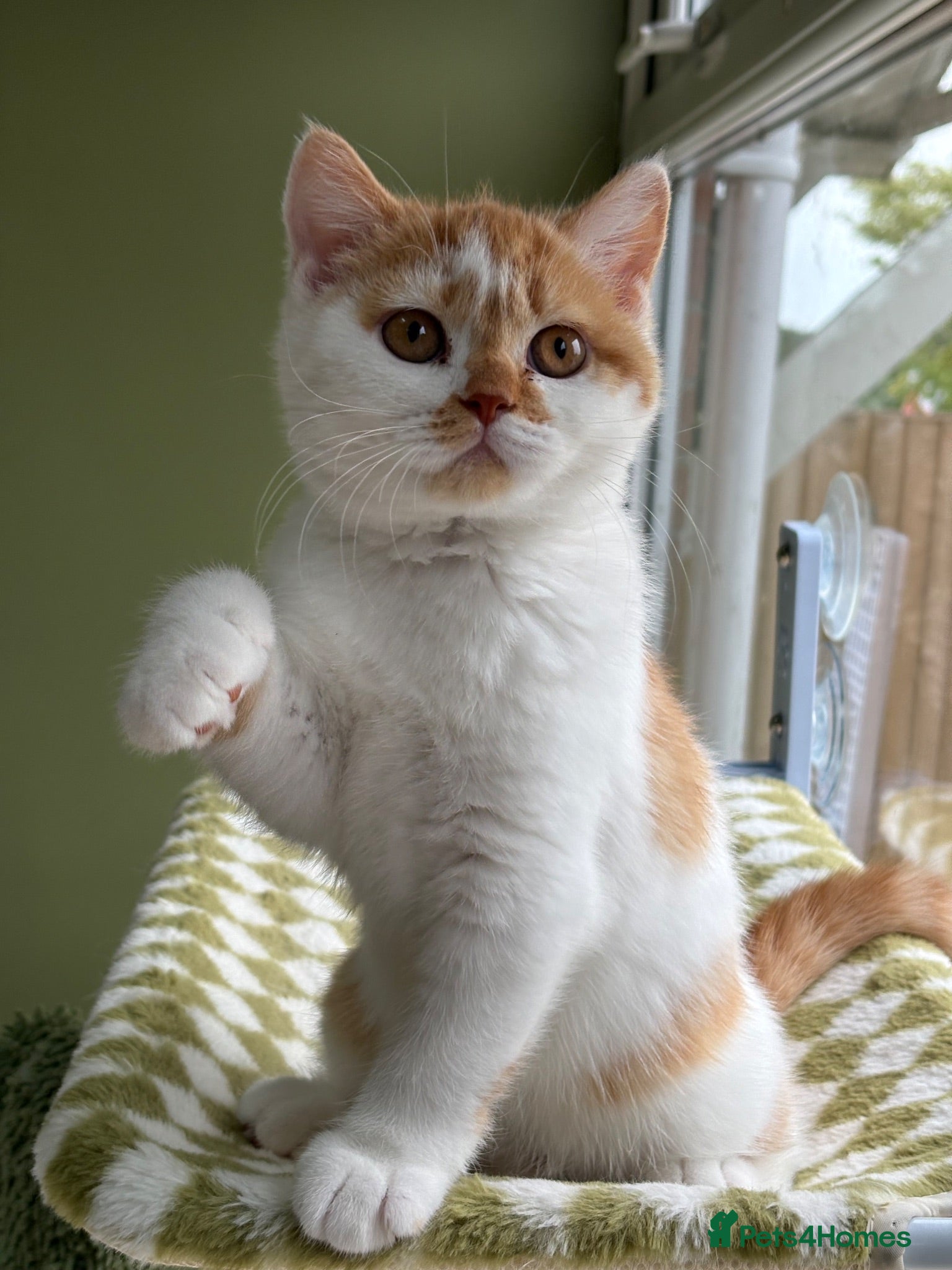 British Shorthair cats Beautiful Gccf registered bsh kittens -1 girl left - Advert 1