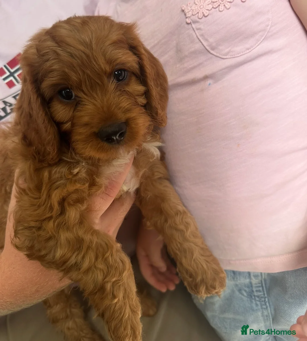 Cockapoo dogs for sale: Red F1 Toy Cockapoo Puppy - Advert 3