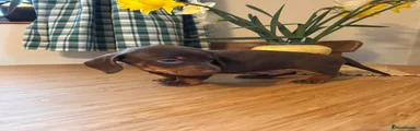 Miniature Dachshund Puppy 3 - Barron