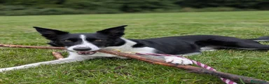 Border Collie 1