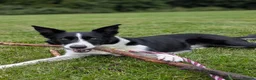 Border Collie dogs for sale: Female border collie  in Swindon - Advert 3