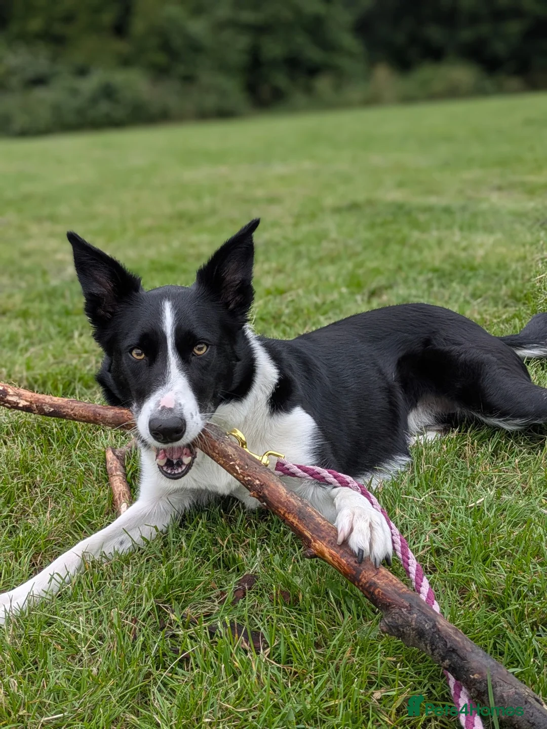 Border Collie dogs for sale: Female border collie  in Swindon - Advert 3