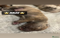 Mixed Breed dogs for sale: PUPPIES 4 SALE - Image 8