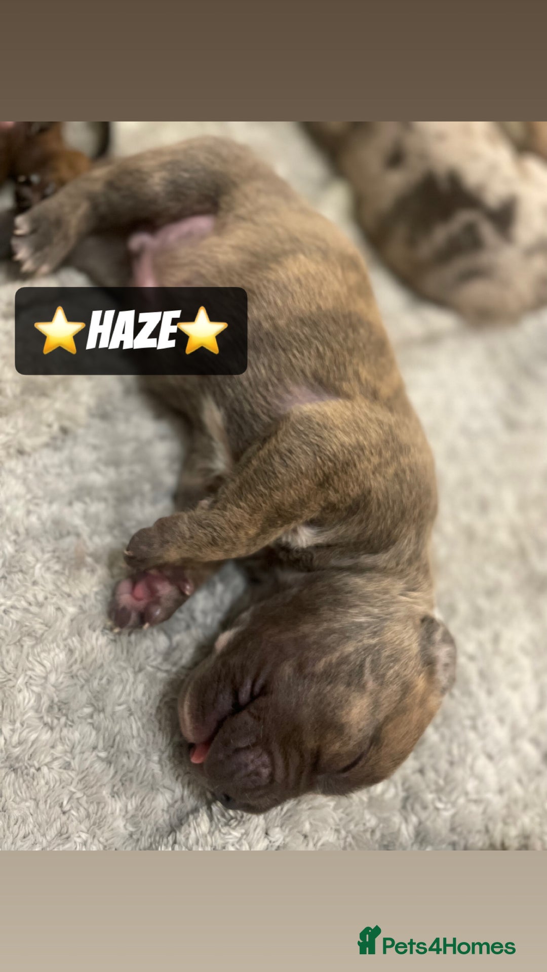 Mixed Breed dogs for sale: PUPPIES 4 SALE - Image 8