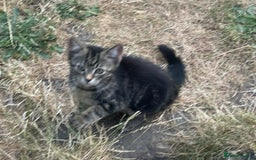 Mixed Breed cats for sale: 2 beautiful kittens looking for a new home - Image 7