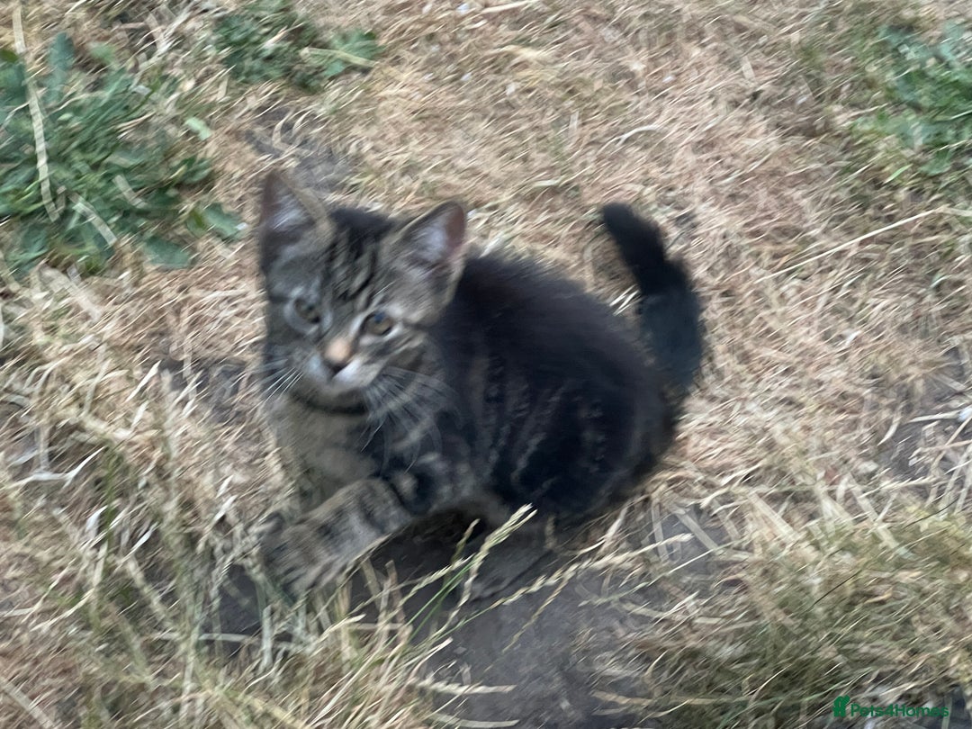 Mixed Breed cats for sale: 2 beautiful kittens looking for a new home - Image 7